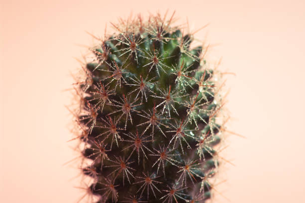 istock Close up image of a cactus on warm pink background. 1407257355