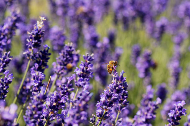 Beautiful blooming purple lavender  with bees on blurred gardening background, natural light