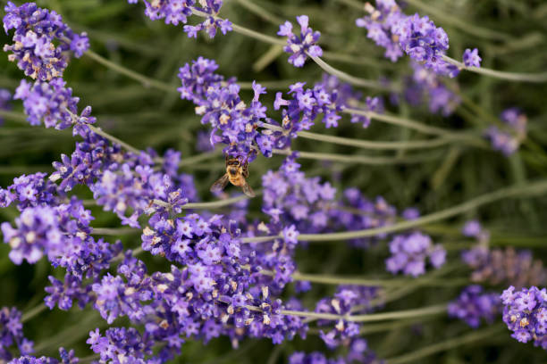 Beautiful blooming purple lavender  with bees on blurred gardening background, natural light