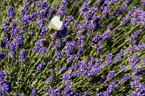 Beautiful blooming purple lavender with Cabbage white butterfly on blurred gardening background, natural light