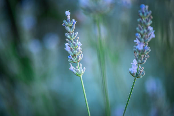 Macro Background Abstract Nature Theme: \nlavender plant details