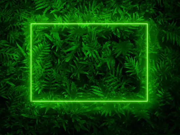 Fern at tropical forest at night with green neon lights. Dense dark green fern leaves. Nature abstract background. Exotic plant. Beautiful dark green fern leaf texture.