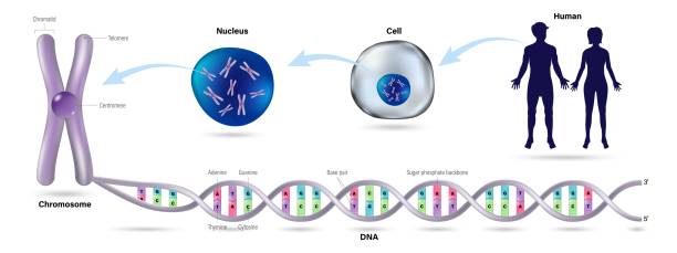 dna-doppelhelix. das diagramm zeigt die struktur der menschlichen zelle, des zellkerns, des chromosoms und der dna (desoxyribonukleinsäure). vektor für wissenschaftliche studien. - chromatid stock-grafiken, -clipart, -cartoons und -symbole