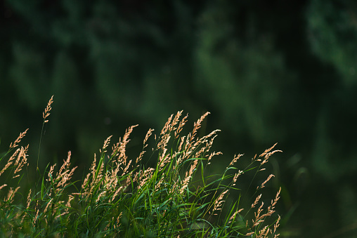 Kentucky Bluegrass (poa pratensis) in sunset light  Summer selective focus. Beautiful Glyceria maxima,  Great Manna Grass, Reed Mannagrass, and Reed Sweet-grass, growing water  lake