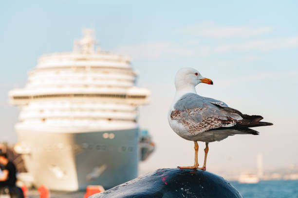 istock Seagull bird standing on the seashore rock in Istanbul. 1407258950
