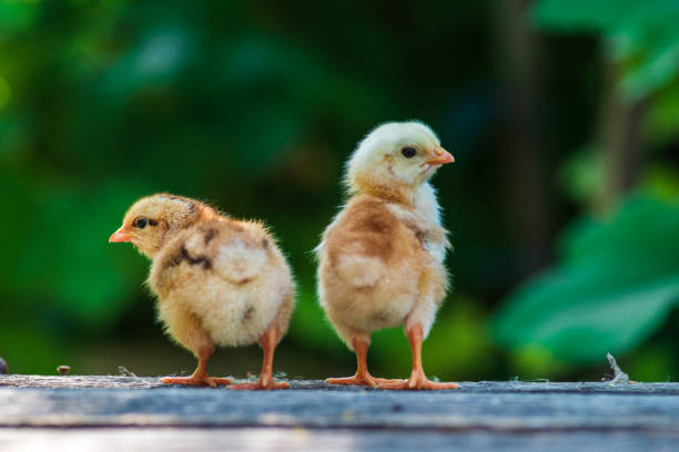 kleines kind küken steht auf holzhintergrund in mann männliche männer hand schwarz natürlichen hintergrund gelb süße baby farm neugeborenes konzept - hühnerküken stock-fotos und bilder