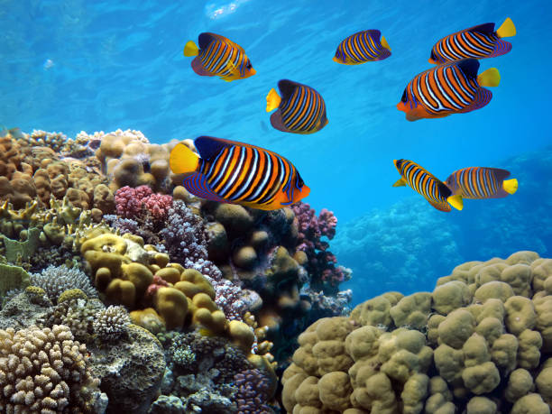 istock Regal angelfish with hard coral 1407260386