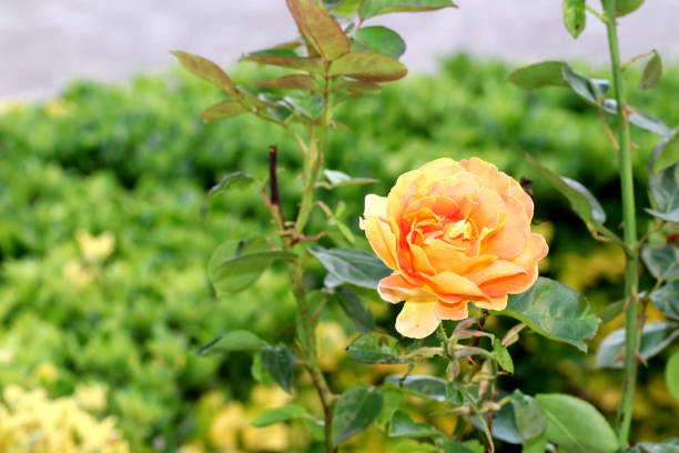 Yellow rose in a garden