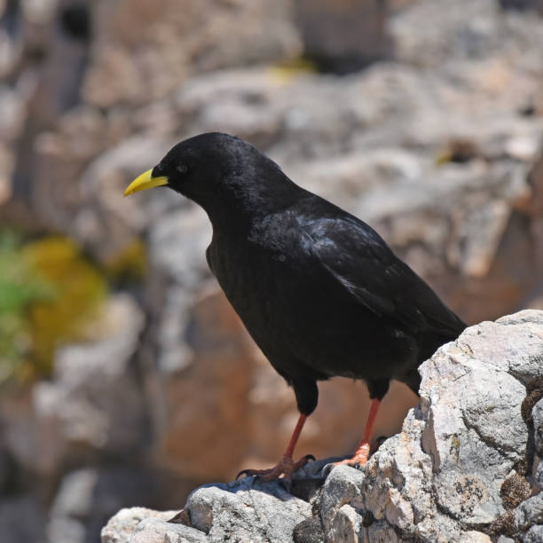 istock Alpine chough or yellow-billed chough (Pyrrhocorax graculus) 1407262101