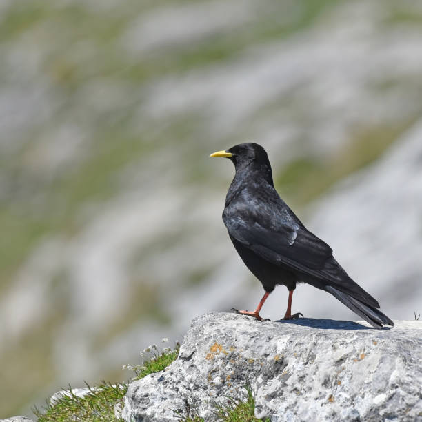 istock Alpine chough or yellow-billed chough (Pyrrhocorax graculus) 1407262114