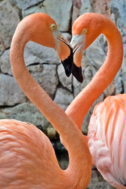 istock Close-Up Of  Two Flamingo 1407263811