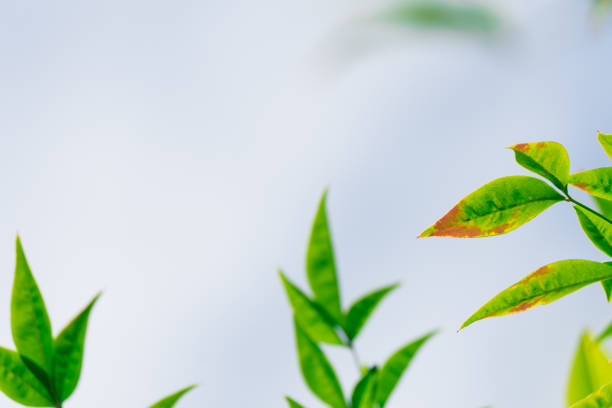 istock Heavenly bamboo Gulf Stream flowers 1407263894