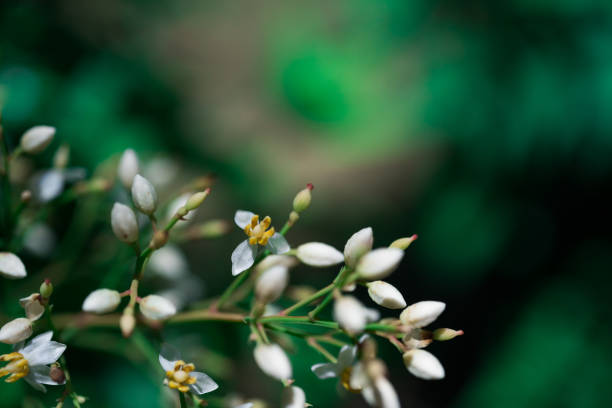 Nandina domestica commonly known as nandina,  or sacred bamboo, is a species of flowering plant in the family, Fire Power flowers.