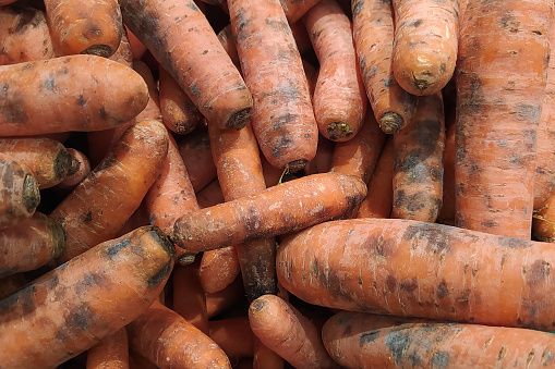 Bad carrots close-up. A lot of rotten carrots. The problem of food waste. The problem of food storage and transportation