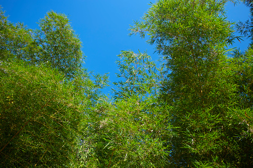 Green bamboo leaf with vivid blue sky, beauty in nature