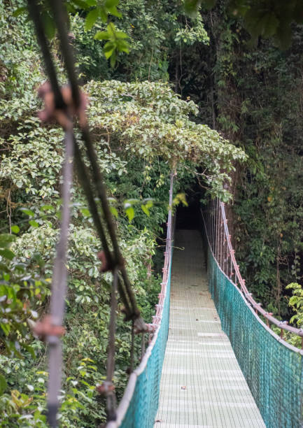 istock Hanging bridge in a Costa rican rainforest. 1407264660