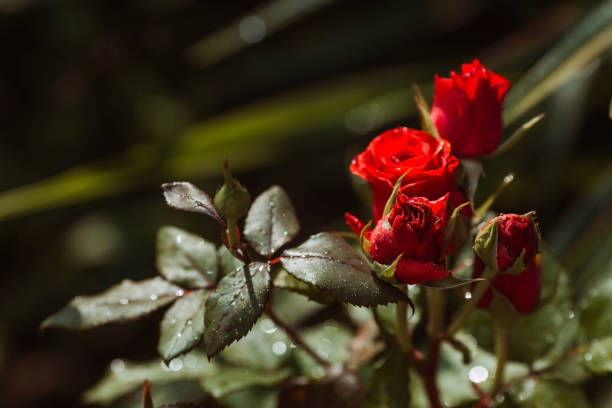 istock A red rose with dew and raindrops at dawn. Beautiful sunlight. The background image is green-red. Natural, environmentally friendly natural background. A copy of the place for the text. 1407264694