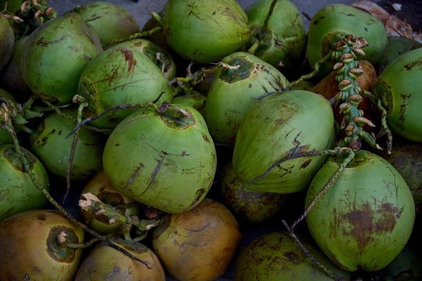 istock Fresh organic green coconut background 1407264969
