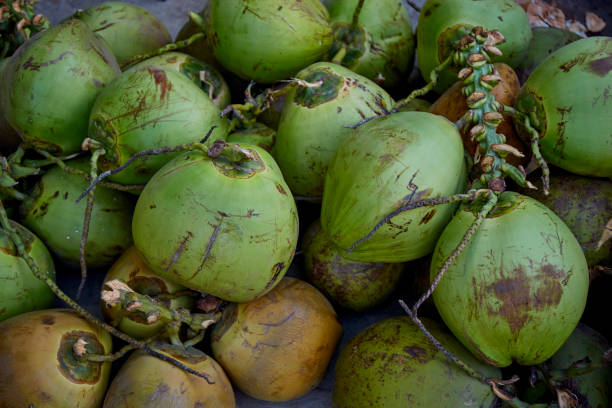 istock Fresh organic green coconut background 1407265049