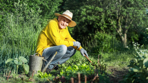 istock Elder gardener working on garden bed squatting among greenery 1407267926