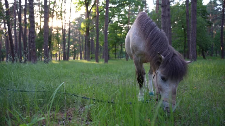 Pony grazing in the local park