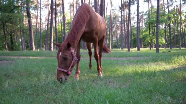 Horse eats grass in the local park