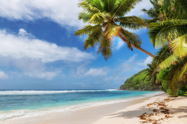 istock Palm trees in tropical sunny beach 1407268066