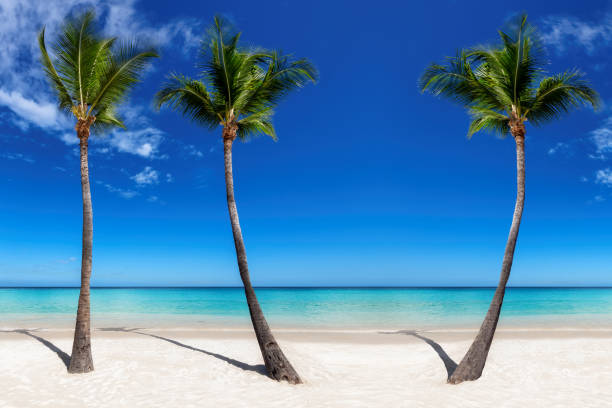 istock Three palm trees in sunny tropical beach in tropical island. 1407268125