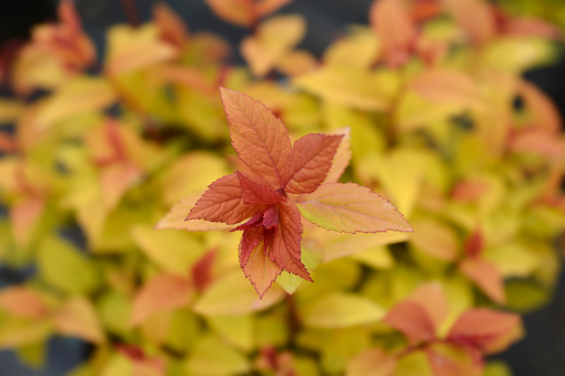 Japanese spirea Firelight leaves - Latin name - Spiraea japonica Firelight