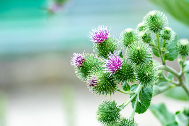 blüten von arctium lappa blühen im sommer - purple thistle stock-fotos und bilder