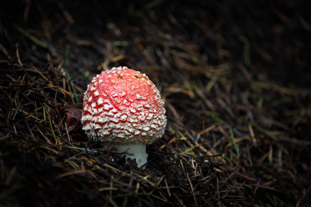 Close-up image of a young fly agaric mushroom in the forest, Hawkes bay. Close-up image of a young fly agaric mushroom in the forest, Hawkes bay. amanita citrina photos stock pictures, royalty-free photos & images