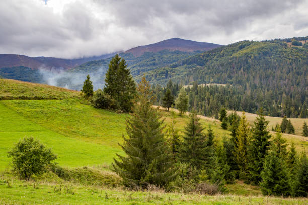 istock pine trees on a background of mountains. 1407271053
