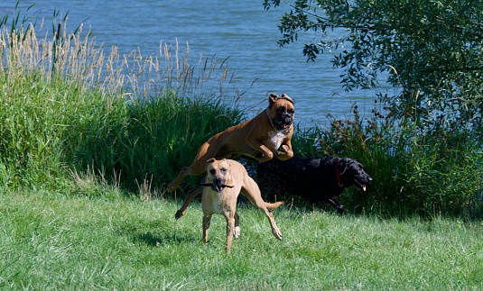 3 mad dogs playing together on a lake in France in summer. A Boxer dog, a Malinois shepherd and a black labrador dog.