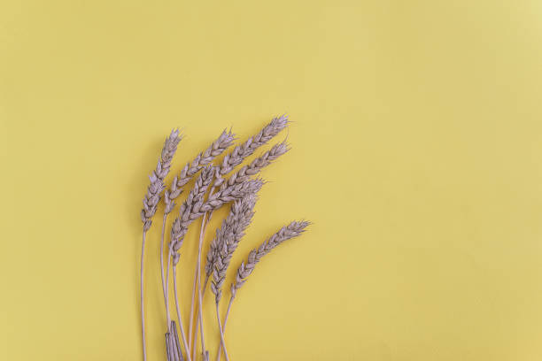istock Famine in the world concept 1407271592