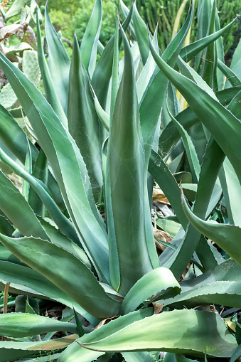 Agave Salmiana Plant in Summer on Blurred Background