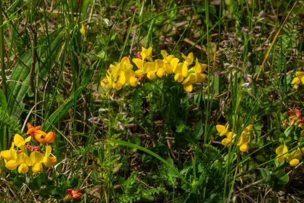 Yellow flowers of Birdsfoot trefoil also called Birds-Foot Deervetch in grass, Lotus corniculatus.