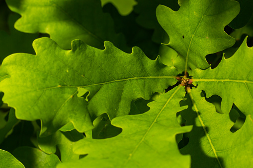 European oak, Quercus robur, spring new leaves under sunlight on a branch.