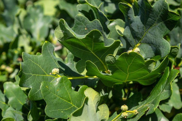 roble europeo, quercus robur, hojas nuevas de primavera bajo la luz del sol en una rama - english oak fotografías e imágenes de stock