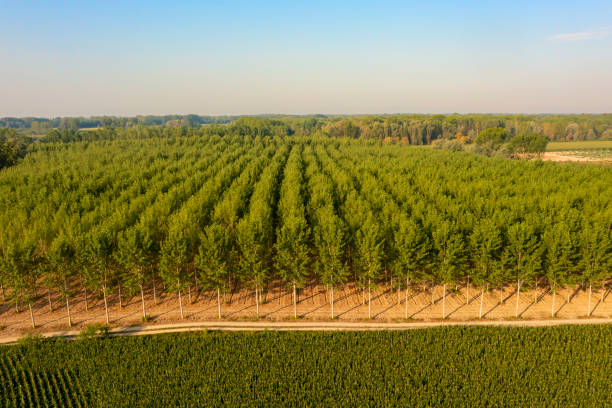 istock aerial poplars view in Italian countryside 1407274015