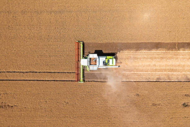 istock Aerial top down view about combine harvester working on wheat field. 1407274296