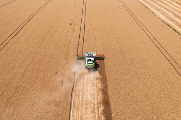 istock Aerial view about combine harvester working on wheat field. 1407274298