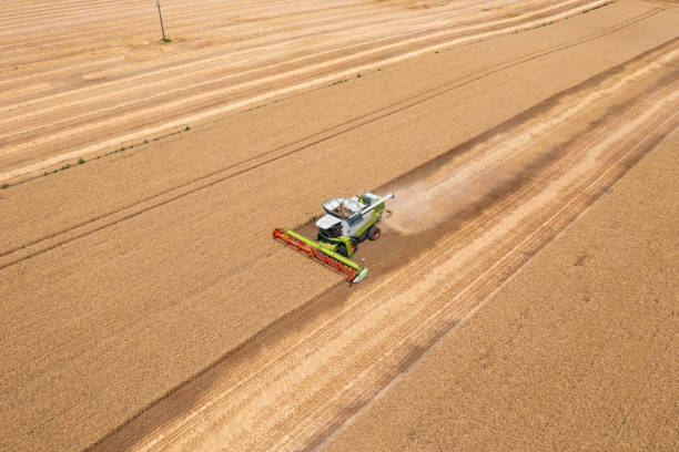 istock Aerial view about combine harvester working on wheat field. 1407274299