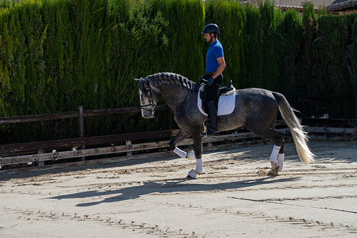 In an equestrian center, a young male jockey is riding a beautiful gray-haired thoroughbred horse, the man is wearing a helmet and safety equipment. They are performing riding exercises. Dressage and riding.