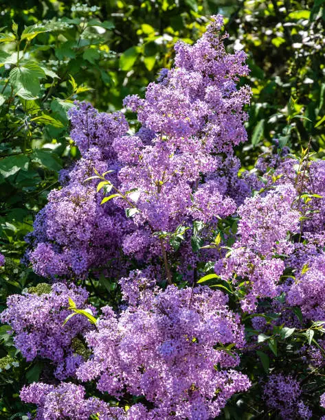 Spring flowering of pink-purple lilac bushes of Syringa microphylla on blurred background of greenery of spring garden. Close-up. Spring landscape garden. Nature concept for design. Selective focus.