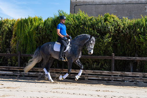 In an equestrian center, a young male jockey is riding a beautiful gray-haired thoroughbred horse, the man is wearing a helmet and safety equipment. They are performing riding exercises. Dressage and riding.