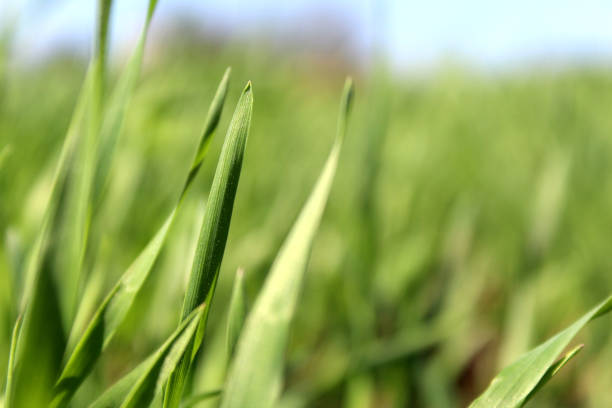 Fresh juicy grass grows under the rays of the sun.