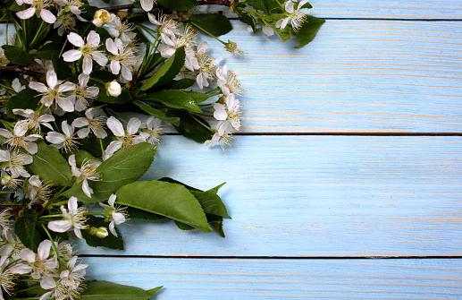 Cherry flowers lie on a wooden background with space for text.