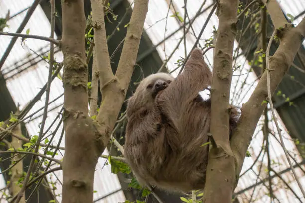 Sloths in Costa Rica in an animal rescue center. Sloth Sanctuary is for rescue, rehabilitation, research, and release of injured sloths.