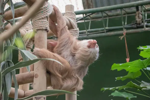 Sloths in Costa Rica in an animal rescue center. Sloth Sanctuary is for rescue, rehabilitation, research, and release of injured sloths.