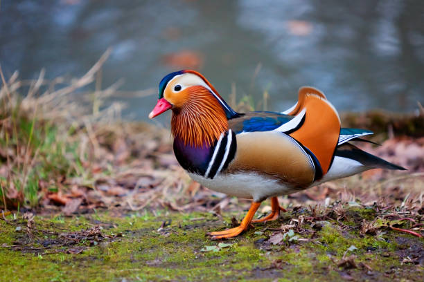 istock Mandarin duck on the shore 1407277433